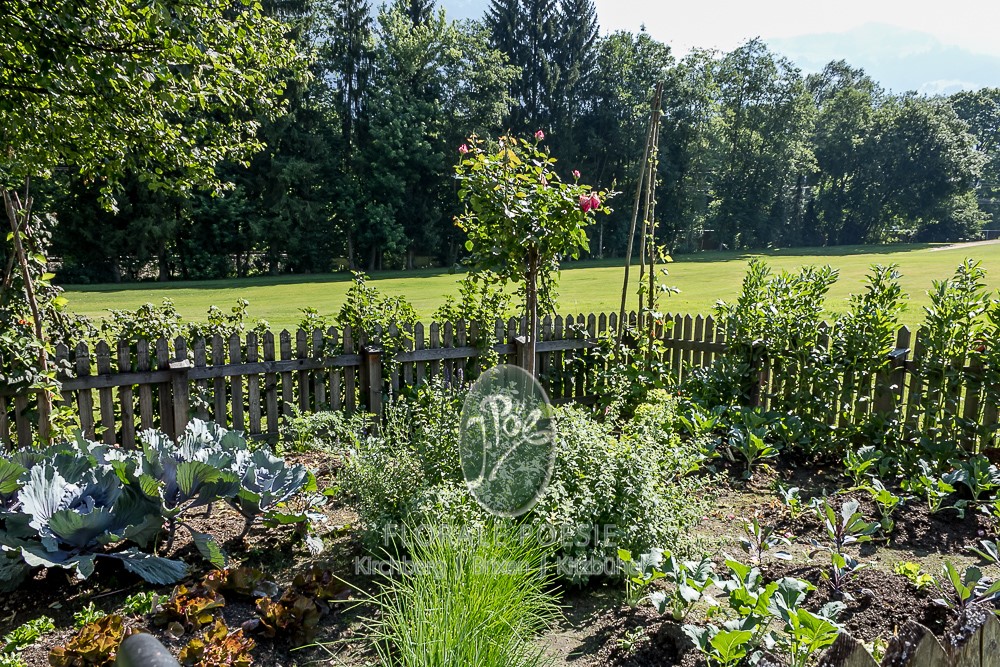 Früchte und essbare Pflanzen im eigenen Garten