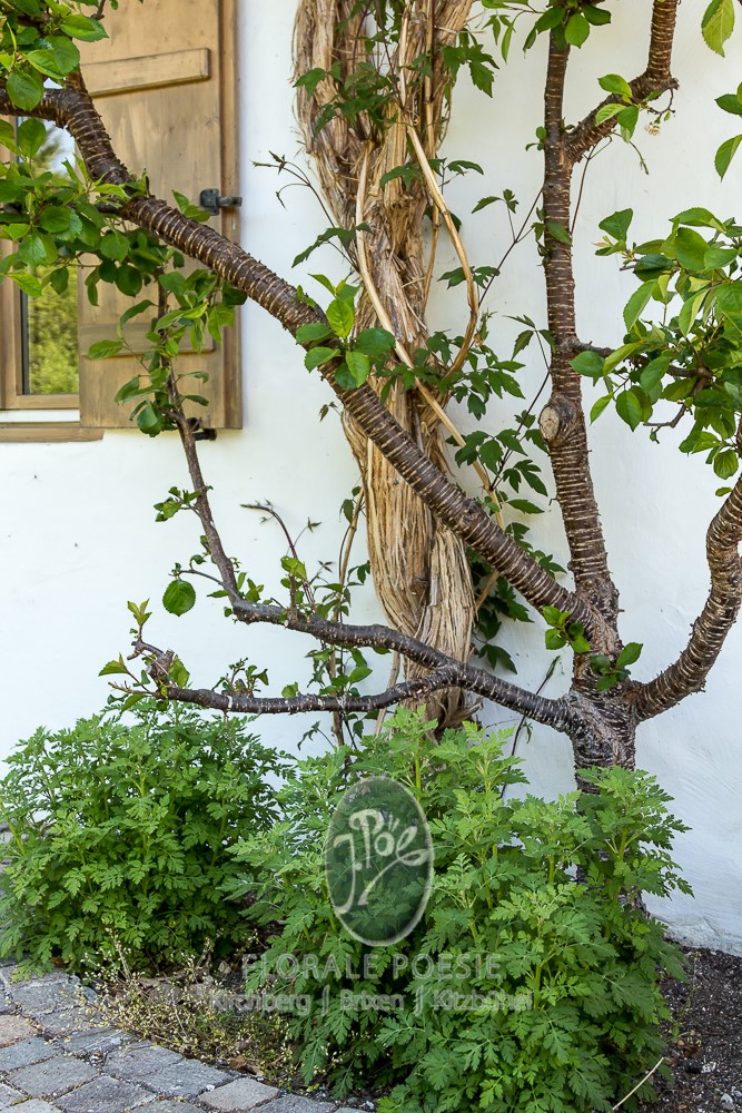 Dekorativer Nutzgarten mit essbaren Pflanzen