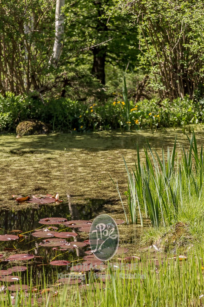 Bachlauf durch den Garten, natürlich angelegt